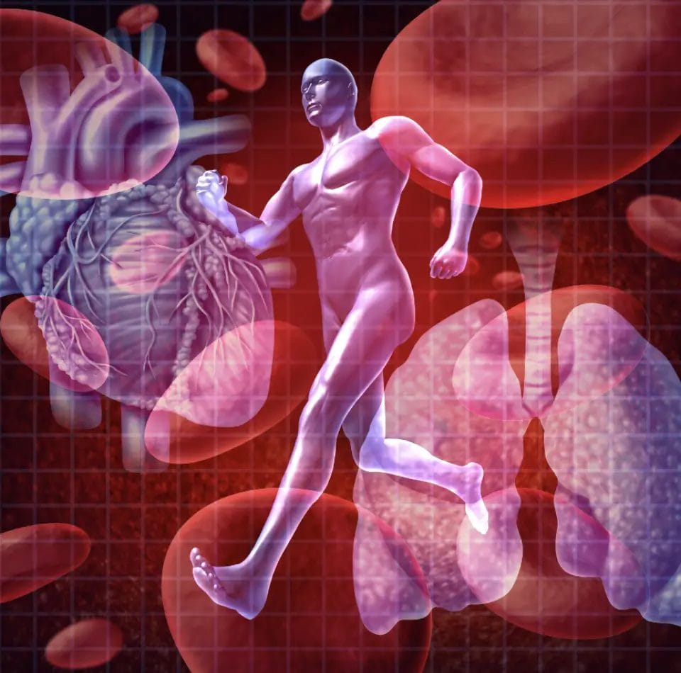 Moonwalk Fitness Body, Heart, Blood Vessels, Lungs